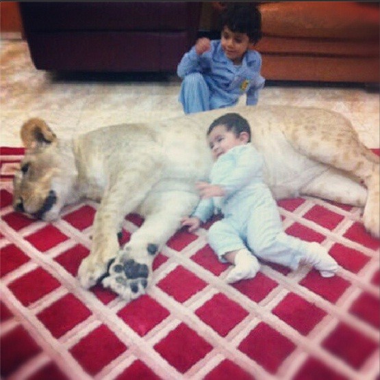 Os filhos pequenos também convivem com os animais (Foto: Reprodução/ Instagram)