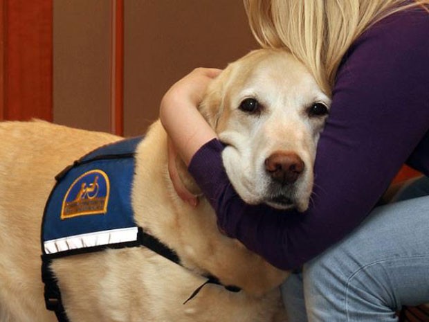 Cachorros são treinados por dois anos para darem suporte emocional às vítimas em tribunais nos Estados Unidos (Foto: Reprodução/Facebook/Courthouse Dogs Foundation)