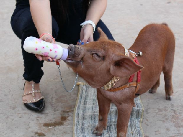 Adotada pela famlia Martins, em Cuiab, porquinha Lola Morgana toma leite sem lactose na mamadeira. (Foto: Natlia Lorentz / G1)