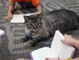Nova votação permite que gato siga morando em biblioteca nos EUA