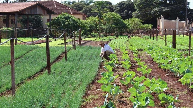 Agricultura familiar (Foto: Divulgação)