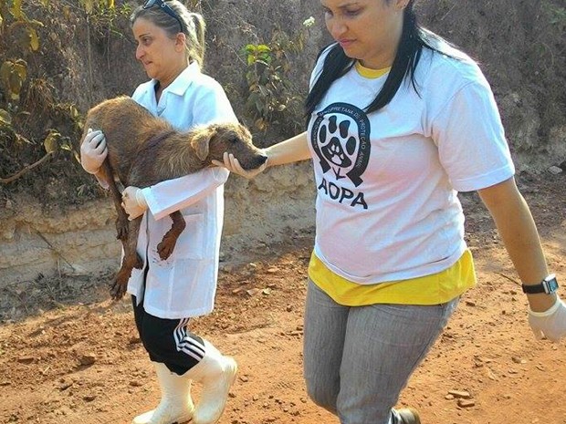 Voluntários resgataram animais em Bento Rodrigues, nesta sexta-feira (6). (Foto: Carla Sássi/Arquivo pessoal)