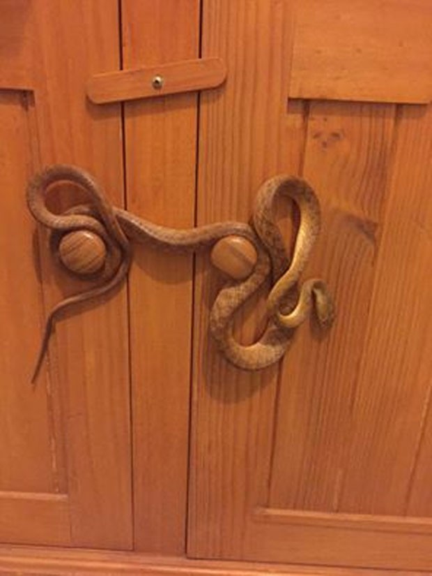 Família australiana levou susto após se deparar com cobra-arbórea-marrom enrolada em porta (Foto: Reprodução/Facebook/Sunshine Coast Snake Catchers 24/7)
