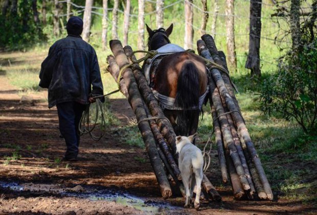 Homem e cavalo carregam madeira retirada da floresta  (Foto: BBC)