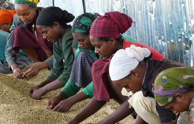 Levado para colônias, café é produzido em climas tropicais  (Foto: RBG KEW/BBC)