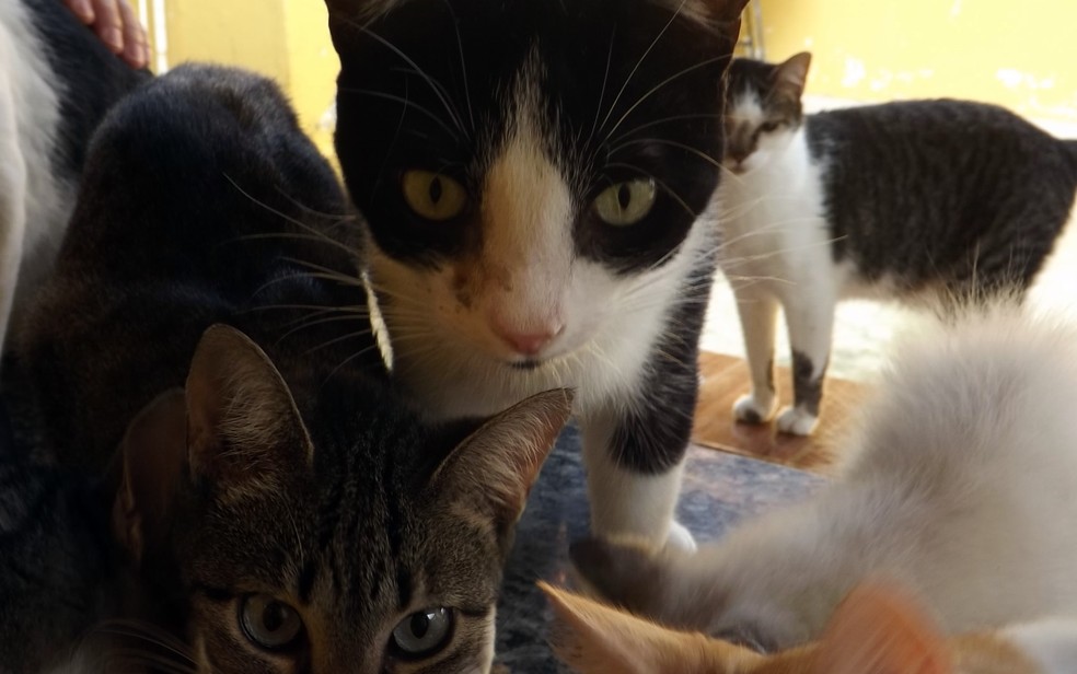 Gatos ajudaram mulher de Itapetininga a superar depressão (Foto: Caio Gomes Silveira/ G1)