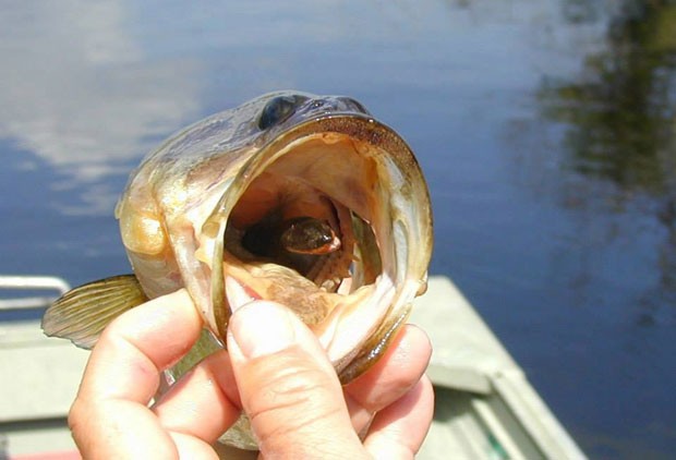 Biólogos capturaram peixe com cobra em sua boca (Foto: Reprodução/Facebook/FWC Fish and Wildlife Research Institute)