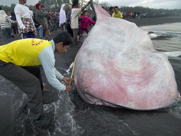 Um tubarão-baleia encalhou e morreu na madrugada desta quinta-feira (2) na costa sul da Indonésia, próximo à cidade de Yogyakarta. O animal, que é o maior peixe da natureza, ficou preso nas águas rasas da região durante a noite (Foto: Suryo Wibowo/AFP)