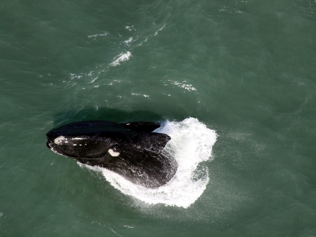 Salto de baleia-franca é registrado durante sobrevoo de helicóptero  (Foto: Paulo Flores/CMA/ICMBio)