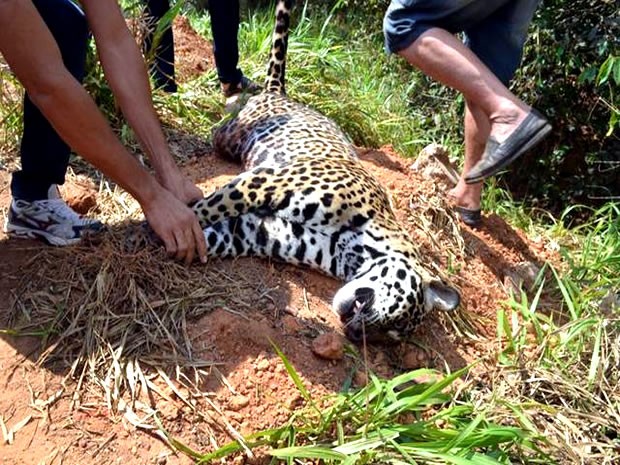 Após acidente, o animal ficou vivo por alguns minutos e acabou morrendo (Foto: site MT Notícias)