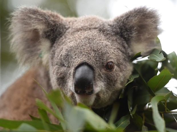 Coalas enfrentam doenças e risco de extinção na Austrália (Foto: PETER PARKS/AFP)