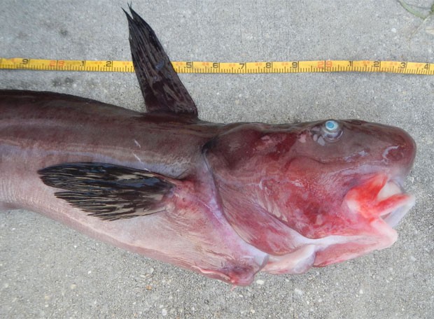 Peixe de 4,2 m foi capturado em per na Flrida (EUA) (Foto: Reproduo/Facebook/MyFWC)