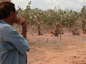 Agricultor Manoel Pedro Silva olha desolado para a plantação perdida (Foto: Rafael Barbosa/G1)
