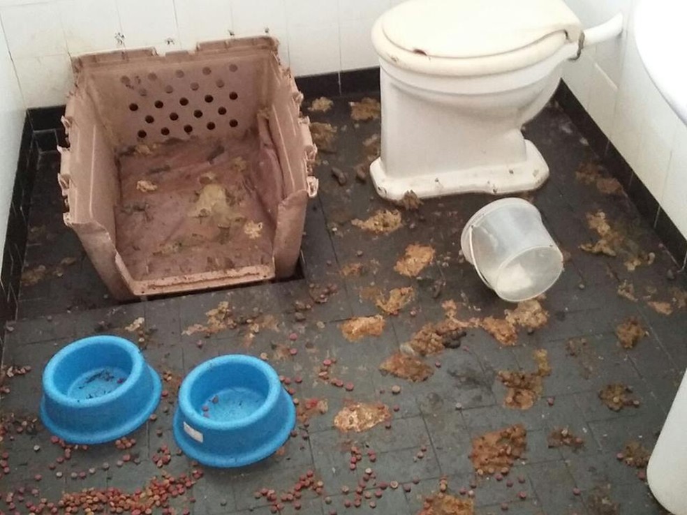 Cachorros foram encontrados na casa sem comida, água e com sujeira (Foto: Arquivo pessoal)