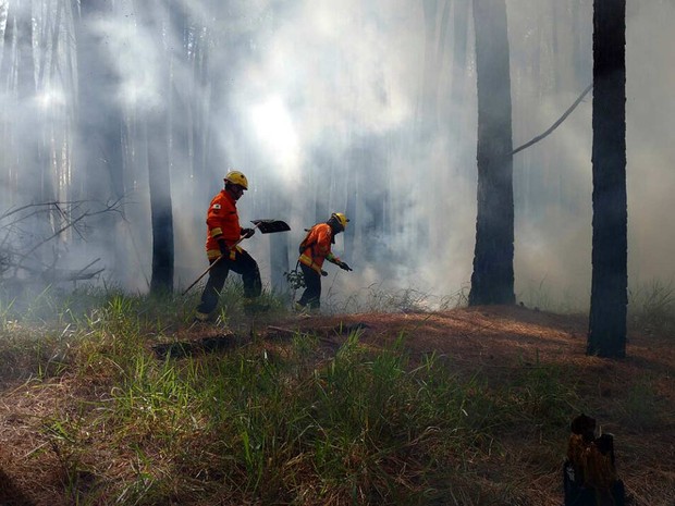 Fumaça tomou conta de árfea de cerrado em incêndio próximo á Torre de TV Digital (Foto: Corpo de Bombeiros/Divulgação)