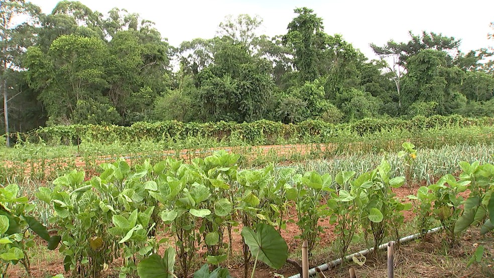 Sistema une consumidores e agricultores em Itapetininga e Boituva (Foto: Reprodução/TVTEM)