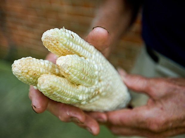 Milho com quatro 'cabeças' é encontrado em fazenda nos EUA Milho