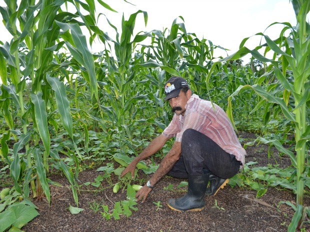 Dorval trabalha com cultivo consorciado há 15 anos (Foto: Eliete Marques/G1)