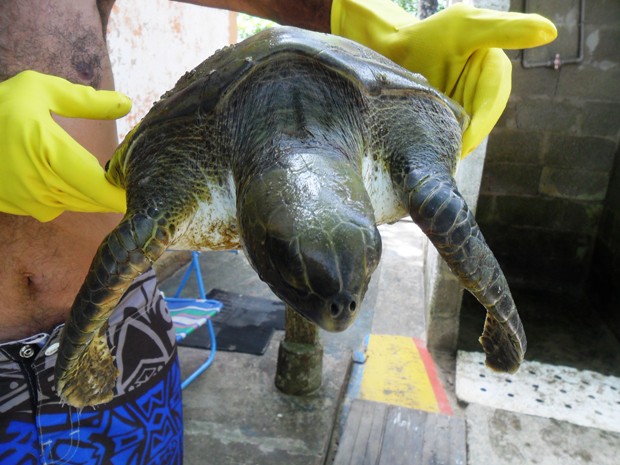 Tartaruga foi encontrada por turistas na manhã desta quarta-feira (8) (Fot Arquivo Pessoal / Cristian Negrão)