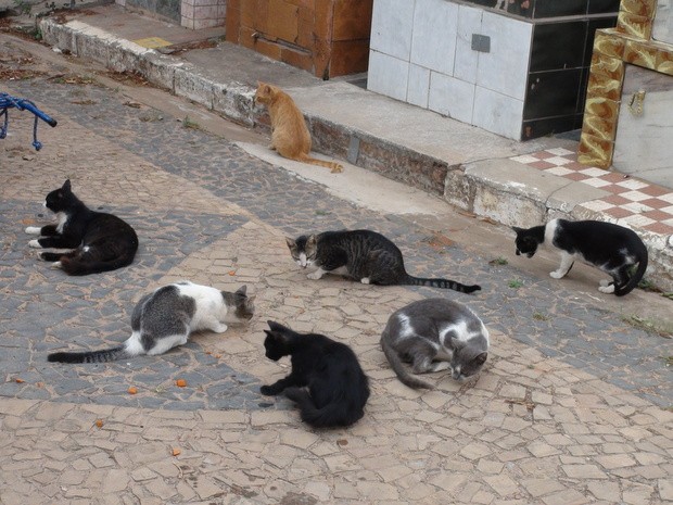 Atualmente, cerca de 300 gatos vivem em cemitrio de Piracicaba (Foto: Edijan Del Santo/EPTV)