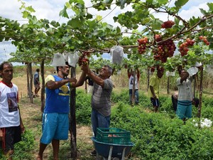 Famílias se uniram para produzir frutas em terreno na comunidade (Foto: Alonso Gomes/Arquivo Pessoal)