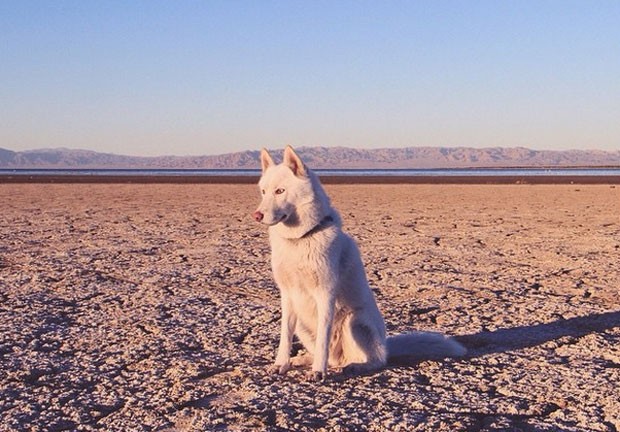 Wolf em Salton Sea (Foto: John Stortz/Instagram)