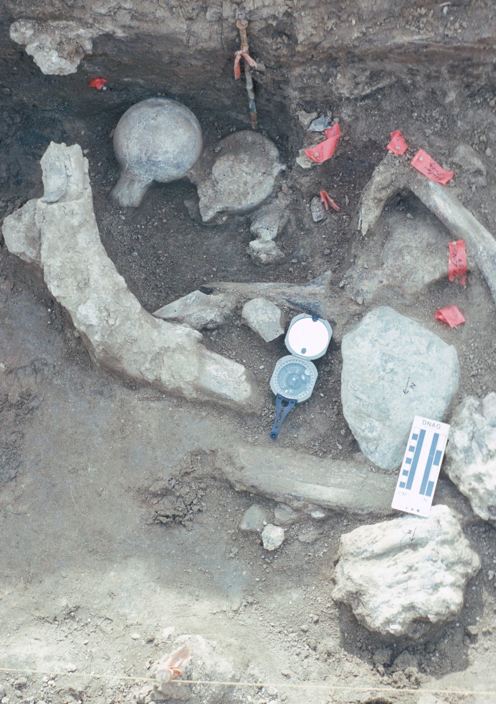 Concentração de fósseis de ossos de mastodonte; achados indicam atividade humana na América há 130 mil anos, antes de quando se imaginava que o homem havia chegado ao continente (Foto: San Diego Natural History Museum/Divulgação)