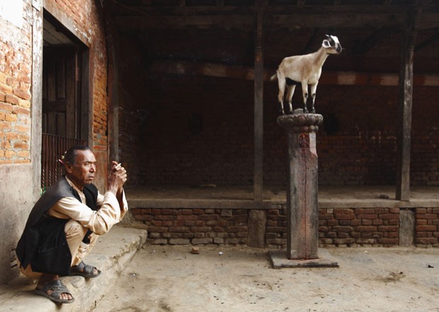 Cabra 'vigia' entrada de templo no Nepal (Foto: Navesh Chitrakar/Reuters)