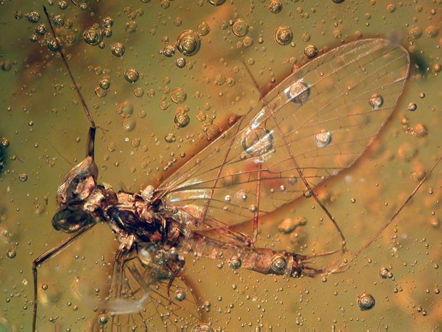 Imagem apresenta o inseto do gênero Ephemeroptera encontrado em âmbar (Foto: Dave Penney, Universidade de Manchester/PLoS ONE)