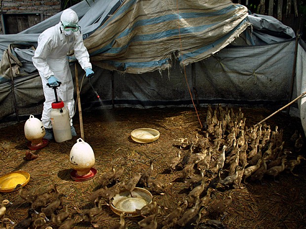 Autoridades de saúde da Indonésia matam patos contaminados pela gripe aviária (Foto: Rivo Andries/AP)