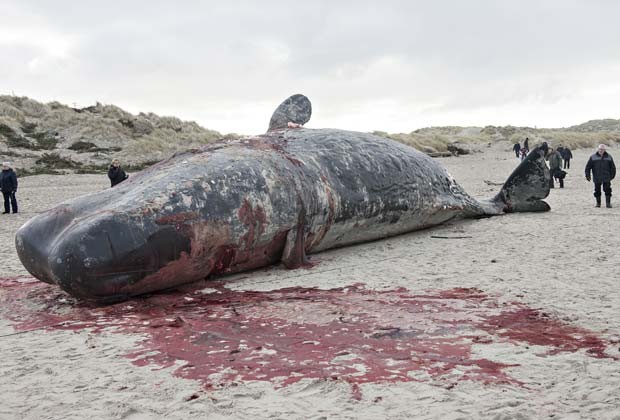 Baleias cachalotes aparecem encalhadas na praia Henne, Dinamarca, na manhã desta segunda-feira (17) (Fot AFP Photo / Scanpix Denmark / Claus Fisker / DENMARK OUT)