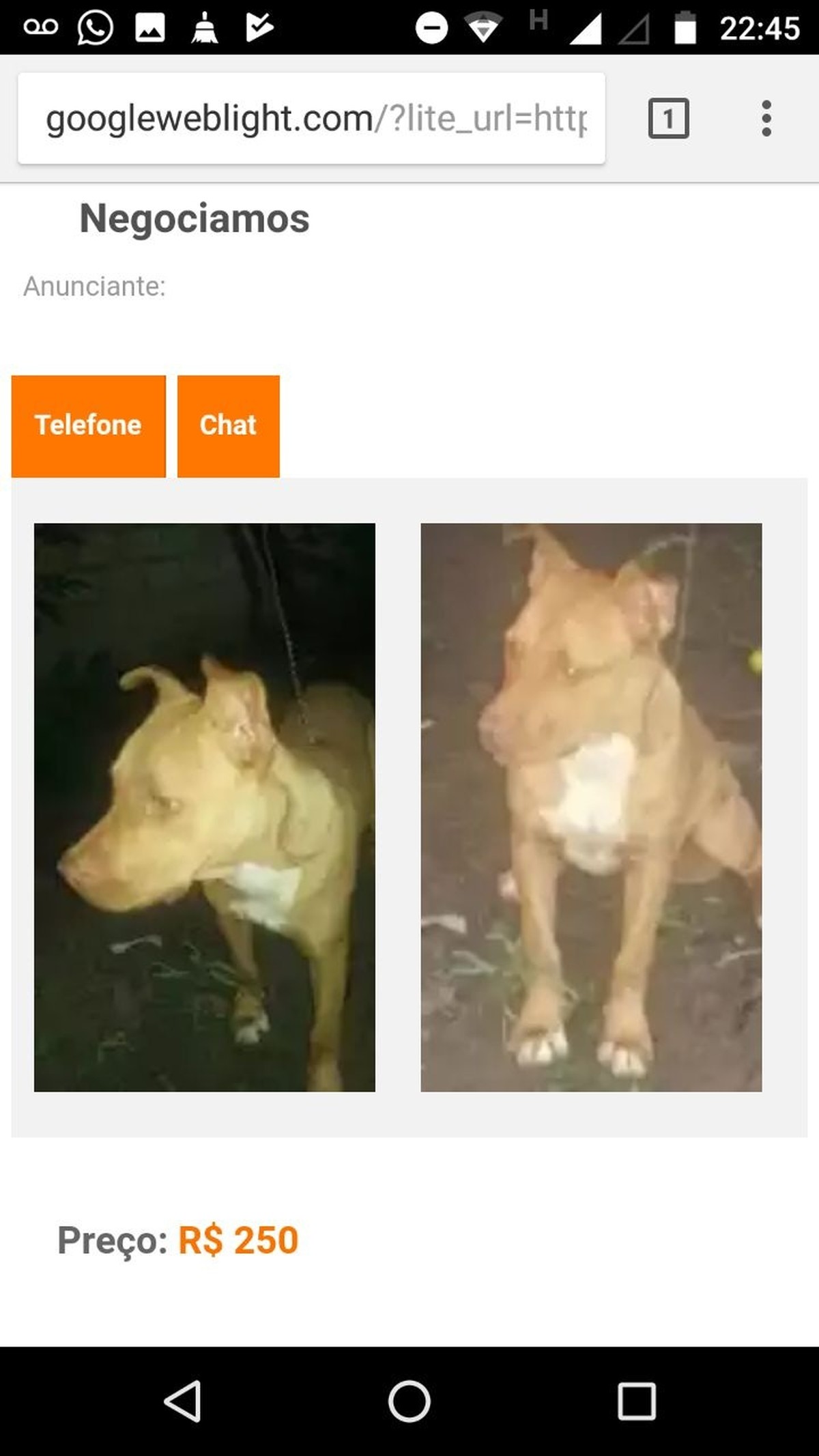 Cadela que fugiu de casa em Boa Vista é encontrada em site de ... - Globo.com