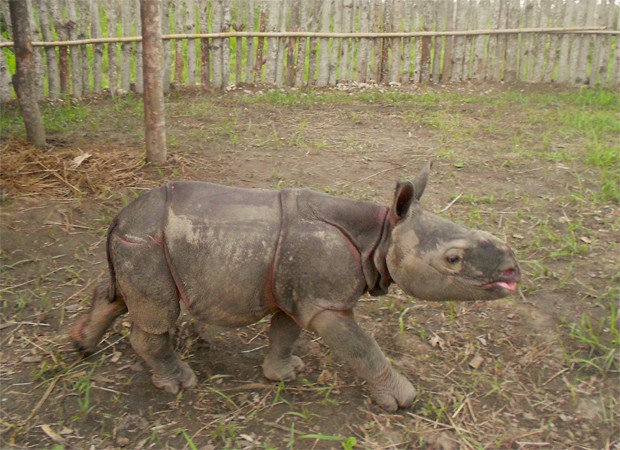 O filhote de rinoceronte resgatado em sua nova 'casa' (Foto: Divulgação/Deba Dutta/WWF Índia)