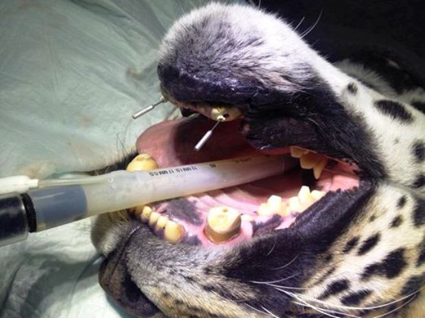 Jaguar de mais de 130 quilos foi operado por brasileiro na Colômbia (Foto: Roberto Fecchio / Arquivo Pessoal)