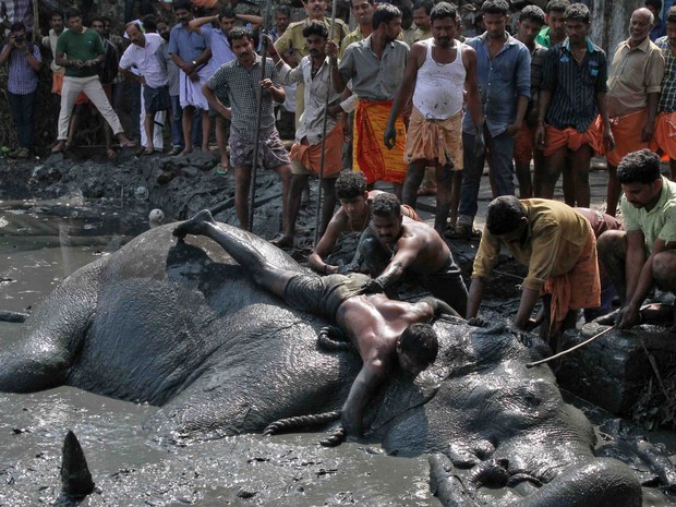Populares observam a tentativa de resgate do elefante (Foto: Sivaram V/Reuters)