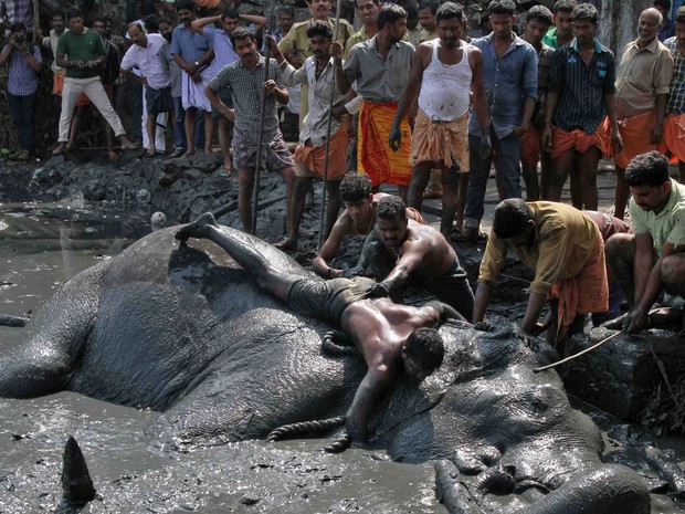 Populares observam a tentativa de resgate do elefante (Fot Sivaram V/Reuters)