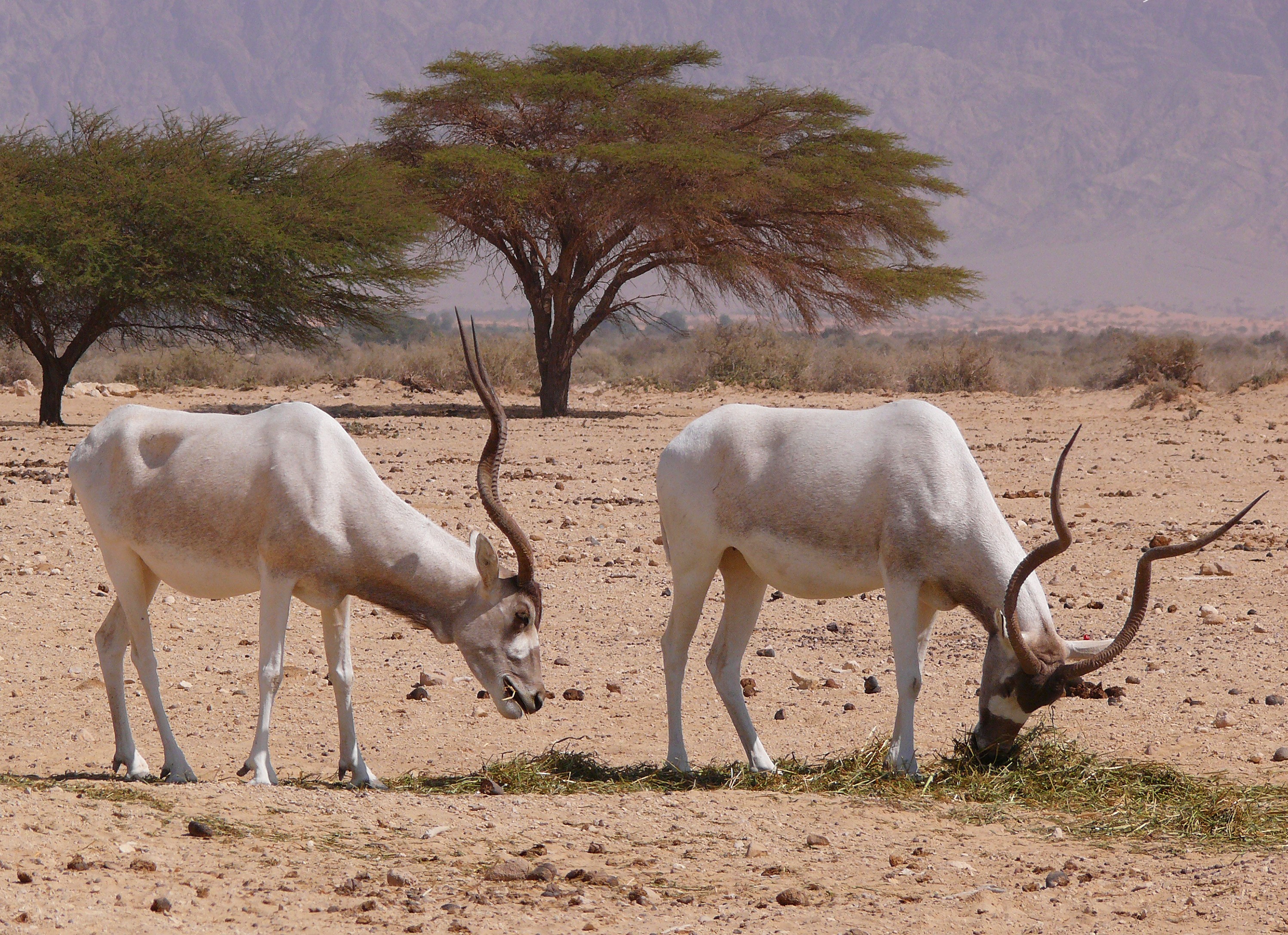 There are only three more Sahara white antelope in the wild - Revista Galileu |  Science