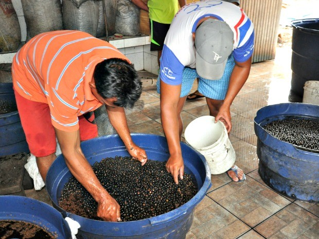 Açaí Feijó (Foto: Vanísia Nery/ G1)
