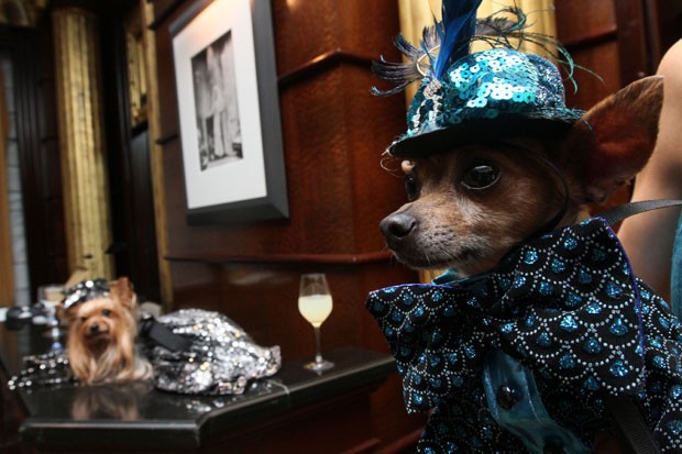 Houve quem optou por um estilo meio 'cafetão' para vestir seu cãozinho (Foto: Tina Fineberg/AP)