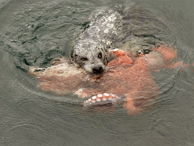 Foca luta com polvo gigante (Foto: Reprodução/Facebook/Bob Ianson)