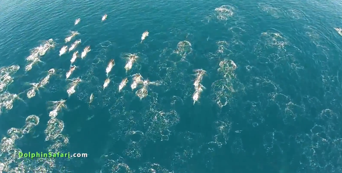 Drone é usado por cientistas para capturar cenas raras de golfinhos (Foto: Reprodução/Dolphin Safari)