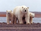 Ursos polares migram para ilhas no norte do Canadá em busca de gelo