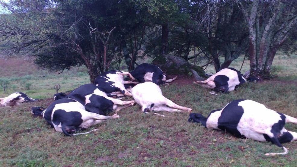 Dezessete vacas morreram com queda de raio em propriedade rural de Barracão (RS) (Foto: Adriel Pietrobeli/Arquivo pessoal)