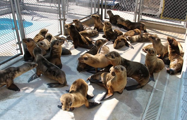 Filhotes de leão-marinho resgatados aguardam tratamento em centro para mamíferos (Foto: Centro para Mamíferos Marinhos do Pacífico/AP)