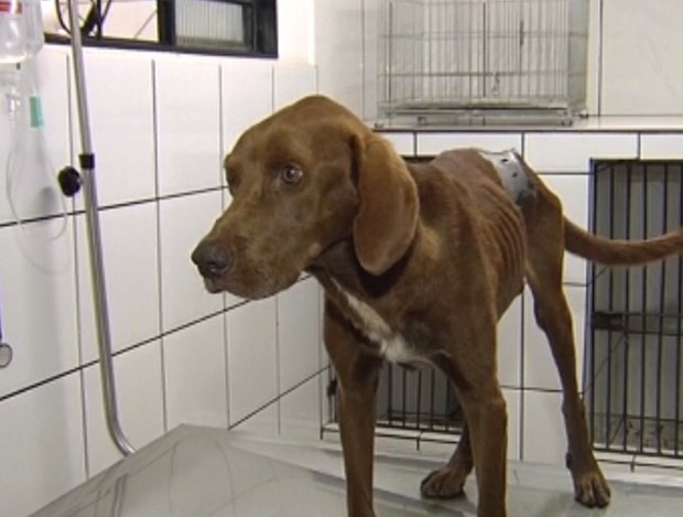 Animal é dócil e se recupera em clínica veterinária (Foto: Reprodução / TV Tem)