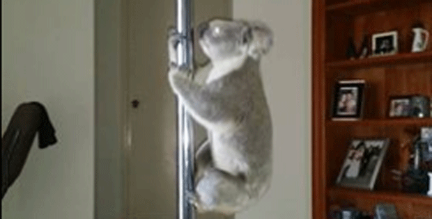 Coala invade casa e tenta praticar pole dancing na Austrália (Foto: Nikki Erickson/Facebook)