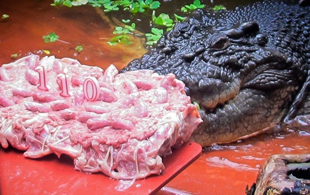 Maior crocodilo do mundo, 'Cassius' faz 110 anos e ganha bolo na Austrália (Foto: Marineland Melanesia/AFP)