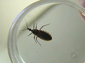 Grupo Mapeia Genoma Do Barbeiro Inseto Que Transmite Mal De Chagas Ciencia E Saude G1 Sendo definido em linha reta sobre um problema se você gosta ou não. g1 globo