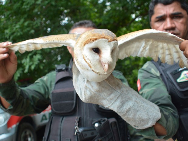 Polícia resgata cobra e coruja feridas em área urbana de João Pessoa (Fot Walter Paparazzo/G1)