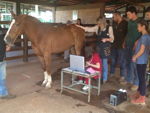 Projeto atende cavalos de carroceiros de forma gratuita em hospital veterinário da UFG em Goiânia Goiás (Foto: Vanessa Martins/G1)